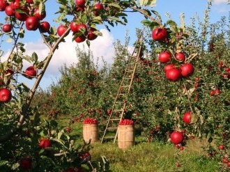 Webinaire INRAE : Changement climatique, enjeux et adaptation pour la Filière Fruits et Légumes