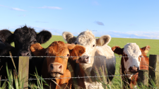 L'essentiel de l'actualité de ce mercredi 17 décembre