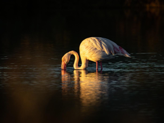 Arts dans les Salins à Hyères, la nature se fait galerie d'art tout l'été