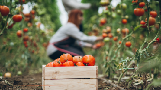 Secteur agricole : L'exonération de cotisations patronales « Travailleurs Occasionnels – Demandeurs d'emploi » est prorogée et renforcée