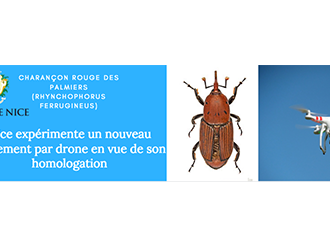 Charançon rouge des palmiers : Nice expérimente un nouveau traitement par drone en vue de son homologation