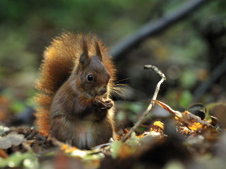 La Caisse d'Épargne Côte d'Azur relance son appel à projets pour la biodiversité en 2026