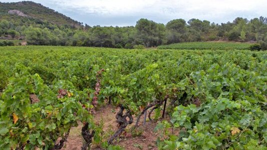 Dans le Var, Terrebrune lutte contre le mildiou et l'oïdium