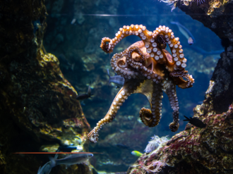 Mandelieu-La Napoule interdit la pêche au poulpe tout l'été pour protéger la biodiversité marine
