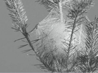 Lutte contre la chenille processionnaire