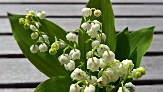 Cannes : Plus de 20 000 € de muguet commandés en vue d'une livraison le 1er mai dans les Ehpad