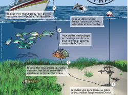 Herbier de Posidonie : La Métropole Nice Côte d'Azur appelle les plaisanciers à plus de vigilance 