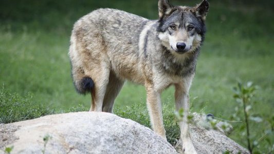 Loup : une cohabitation toujours aussi difficile entre le prédateur et les troupeaux