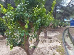 Menton : L'échangeur 59 complanté de 22 citronniers