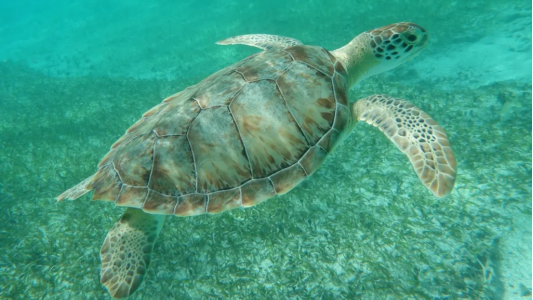  Au Village des Tortues, un espace de sensibilisation dédié aux tortues marines