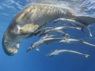 Exposition Fragile Ocean : Rencontres sous-marines – Photographies d'Hussain Aga Khan
