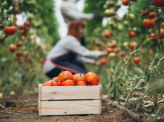Secteur agricole : L'exonération de cotisations patronales « Travailleurs Occasionnels – Demandeurs d'emploi » est prorogée et renforcée