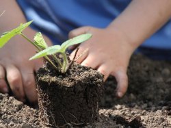 Cannes : 18 nouveaux jardins familiaux pour le bonheur des jardiniers amateurs