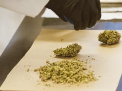 Drogue : le profil inquiétant des mis en cause
