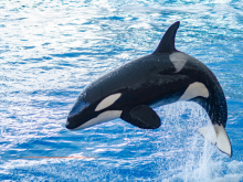 Avenir des cétacés de Marineland : une décision attendue d'ici fin mars