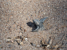 Près de 140 tortillons sauvés in extremis d'un orage à Agay