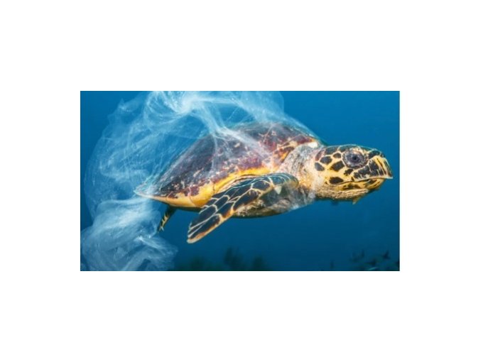 Tortues marines : six (…)