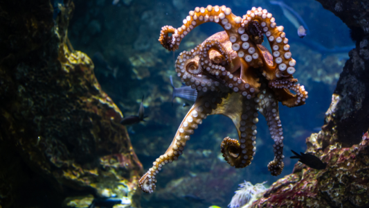 Mandelieu-La Napoule interdit la pêche au poulpe tout l'été pour protéger la biodiversité marine