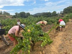 Vins rosés – La filière prépare le vignoble de 2035 pour conforter son leadership mondial