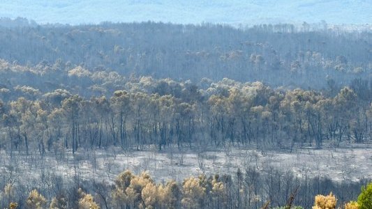 Face aux incendies, Cannes débloque 50 000 euros et propose un appui matériel aux communes sinistrées