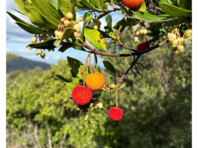 La Caisse d'Épargne (…)