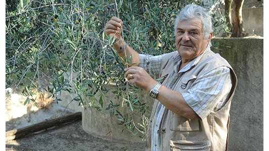 Olive de nice : il faut s'attendre à une toute petite récolte cette année
