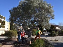 Au Lavandou, une carte d'identité pour 3 500 arbres