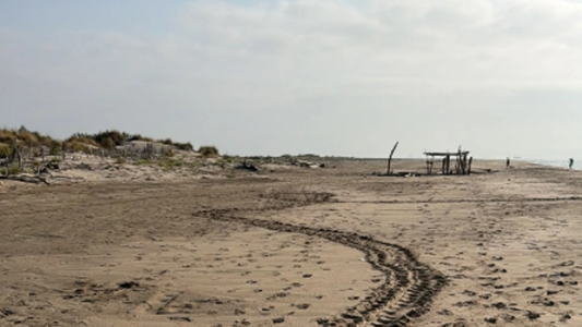 Une nouvelle ponte de tortue caouanne sur une plage protégée à Port Saint-Louis-du-Rhône