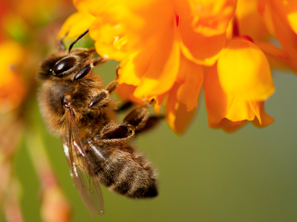 Un plan national en faveur des insectes pollinisateurs et de la pollinisation