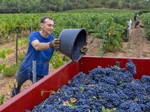 Vendanges 2026 : Coup d'envoi pour le royaume du rosé