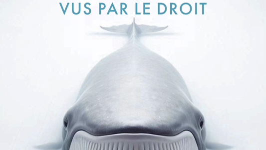 Colloque multidisciplinaire : "Les cétacés vus par le droit", le 23 mai à la faculté de Droit