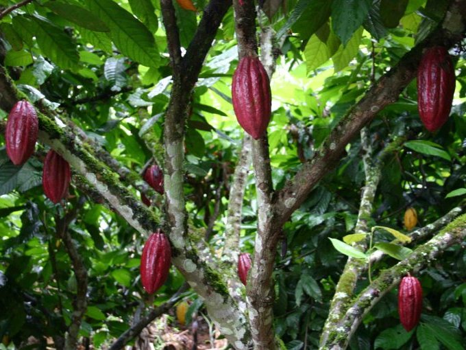 Cacao : un corner sur (…)
