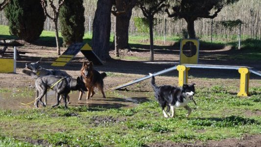 À Cassis, les chiens, nouveaux influenceurs des vacances des Français
