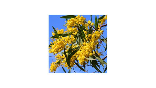 Mandelieu : Aménagement du parc de Marande, plus de 100 mimosas plantés