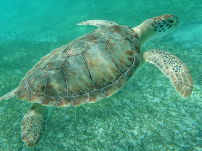 Au Village des Tortues,
