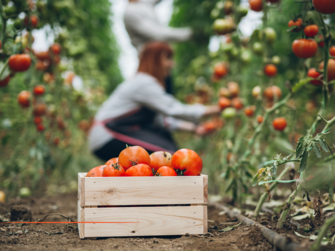 Secteur agricole : L'exon