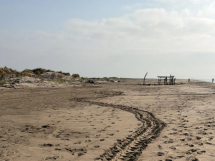 Une nouvelle ponte de tortue caouanne sur une plage protégée à Port Saint-Louis-du-Rhône