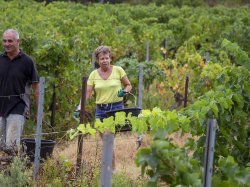 Les ventes de Vins de Provence boostées par les touristes français