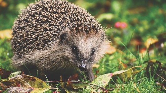 Un centre de soins de la faune sauvage bientôt à Saint-Cézaire-sur-Siagne