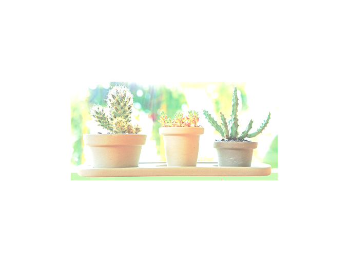 La bourse aux plantes (…)