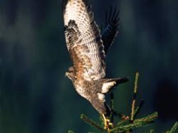 Lâcher d'un rapace « une semaine, un oiseau »