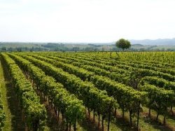 Le Gouvernement annonce un nouveau programme de soutien à la filière viticole