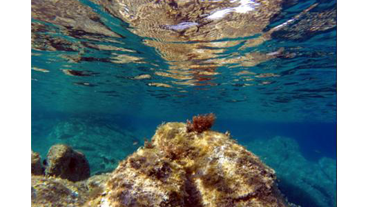 Concours de Photographie Sous-Marine