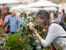 Villa Ephrussi de Rothschild : 15e Fête des Roses et des Plantes les samedi 2 et dimanche 3 mai 