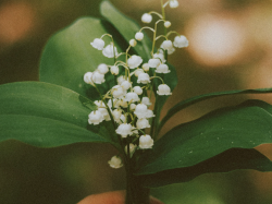 Vente du muguet le 1er mai sur la voie publique : quelques rappels