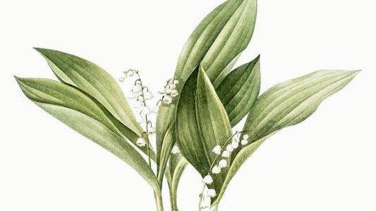 Nice : Réouverture exceptionnelle des fleuristes dès maintenant uniquement sur commande