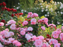 Messe Frankfurt et la Ville de Grasse s'associent pour lancer le Beautyworld Summit Grasse en mai 2027 