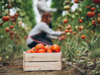 Secteur agricole : L'exonération de cotisations patronales « Travailleurs Occasionnels – Demandeurs d'emploi » est prorogée et renforcée