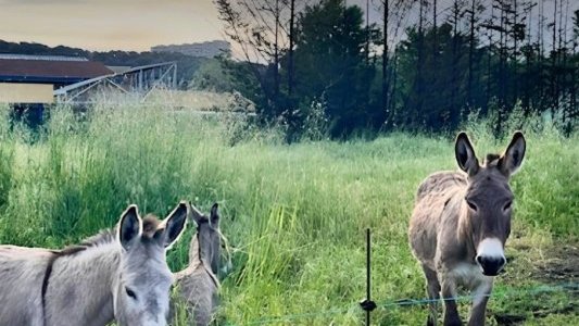 Dans les Alpes-Maritimes, les troupeaux participent à l'entretien des espaces et à la prévention des incendies