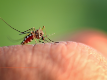 Chikungunya : recrudescence sans précédent dans les Alpes-Maritimes